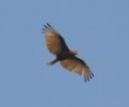 /album/photogallery/brown-snake-eagle-in-flight-tendaba-jpg/